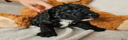Cockapoo dogs for sale: Exceptional Cockapoos  in Lincoln - Advert 7
