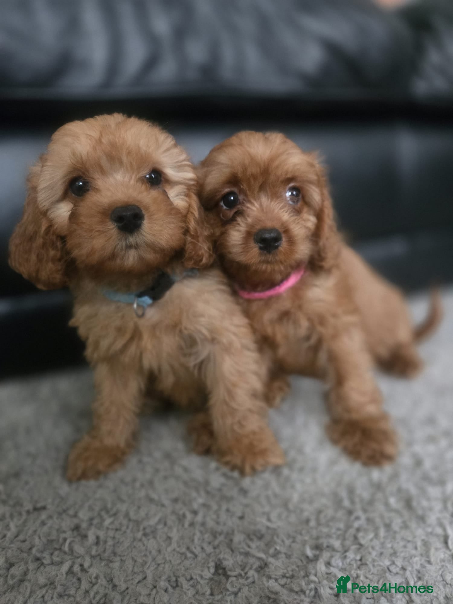Cavapoo dogs 🐶Amazing cavapoo pups for sale🐶 - Advert 2