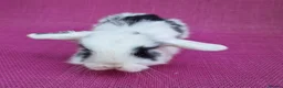 Mini Lop rabbits for sale: Mini lop babies - Advert 5