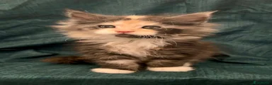 Maine Coon Kitten 5