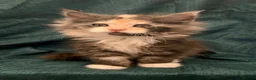Maine Coon cats for sale: BEAUTIFUL MAINCOON KITTENS  - Advert 10