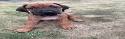 Rhodesian Ridgeback dogs for sale: Rhodesian Ridgeback puppies, health tested kc reg - Advert 21