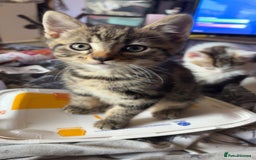 British Shorthair cats for sale: 4 tabby kittens  - Image 9