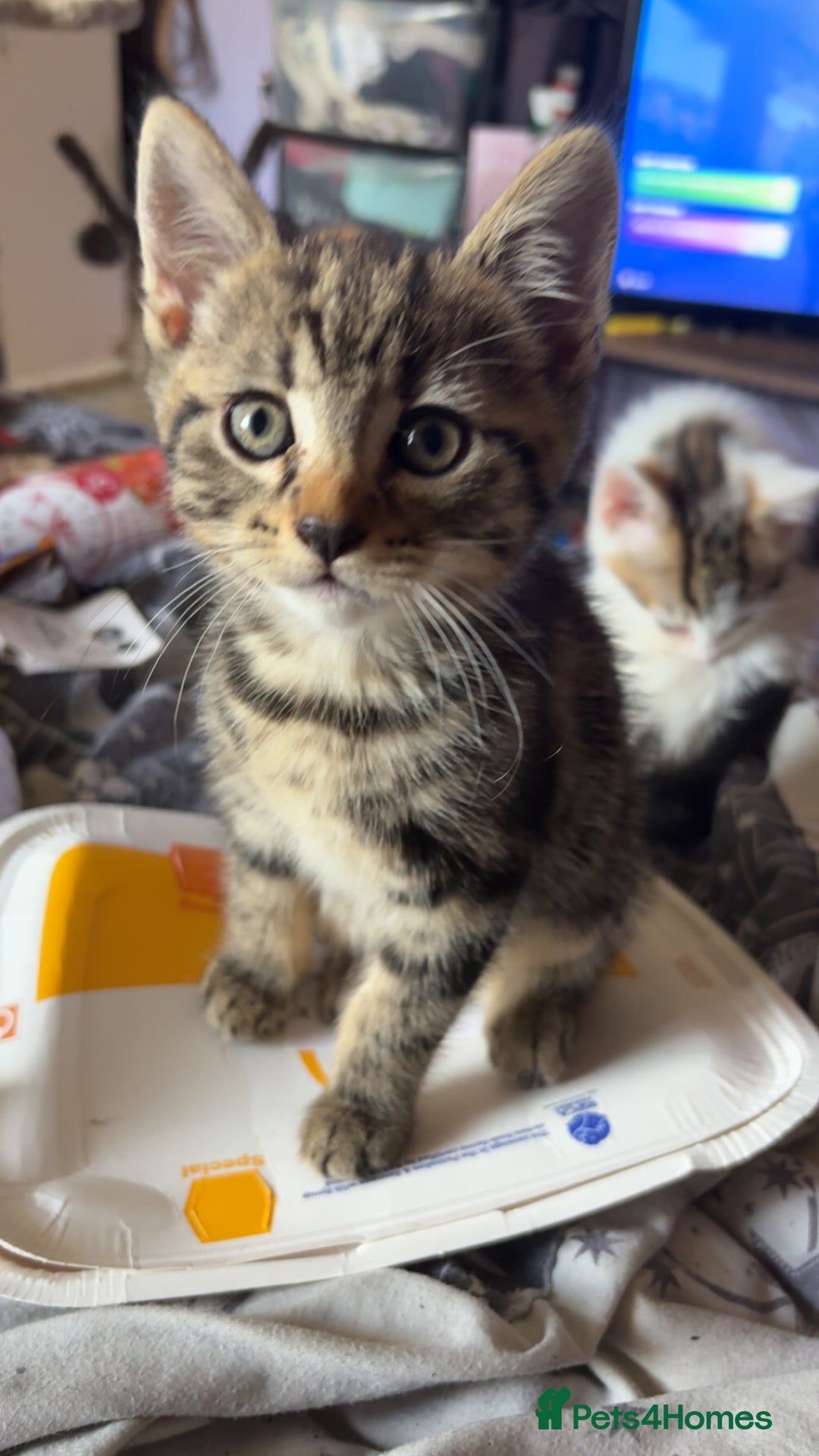 British Shorthair cats for sale: 4 tabby kittens  - Image 9
