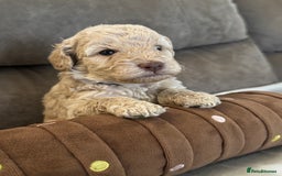 Labradoodle dogs for sale: Miniature Labradoodle puppies - Image 13
