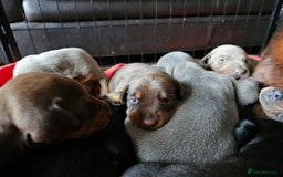 Dobermann dogs for sale: Outstanding Doberman Puppies - Image 4