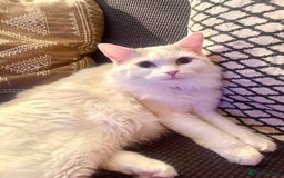 Ragdoll cats for sale: Beautiful Ragdoll - Image 2