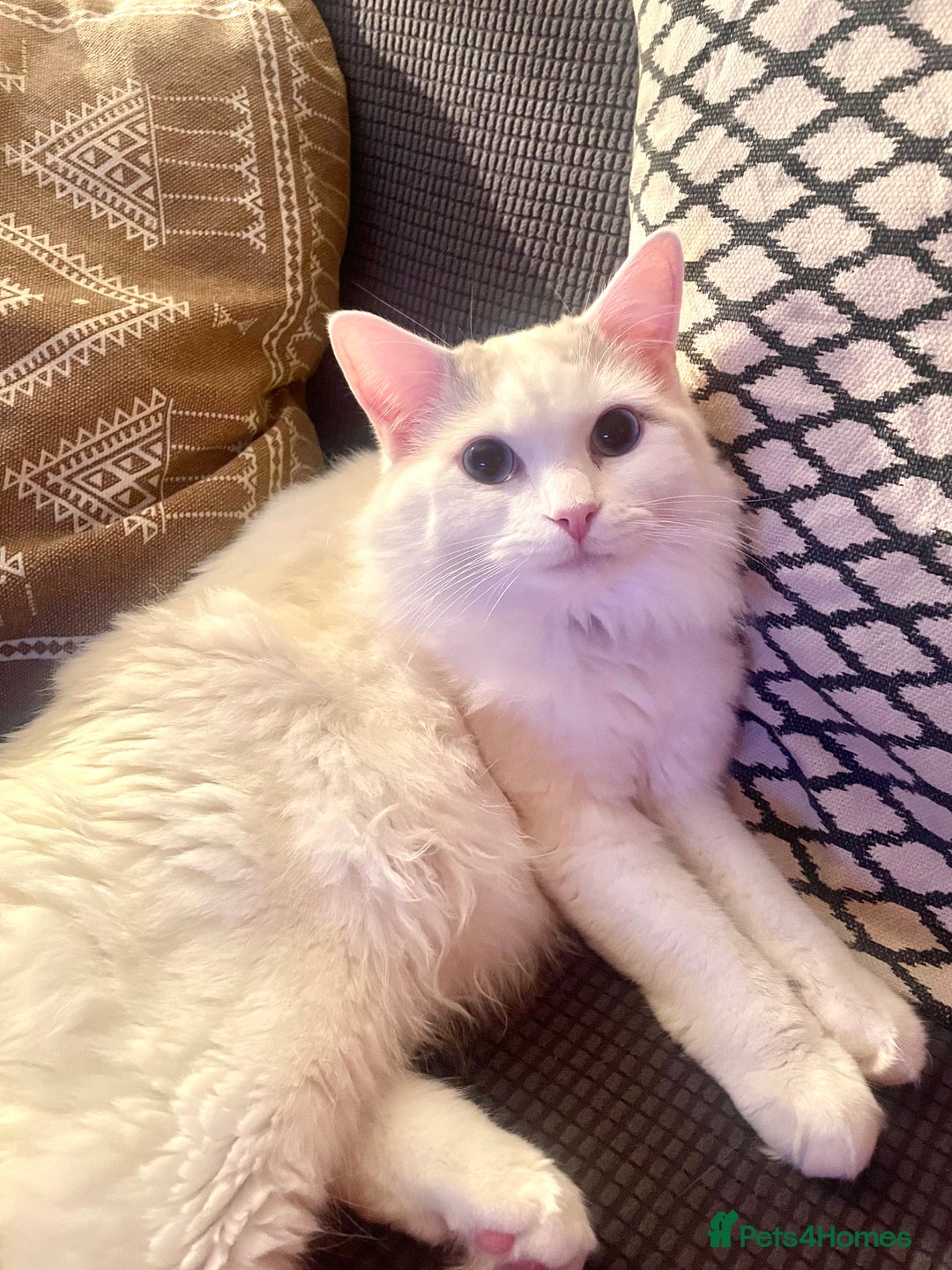 Ragdoll cats for sale: Beautiful Ragdoll - Image 2