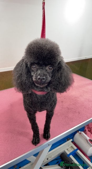 Toy Poodle dogs for sale: 2 toy poodle puppies - Advert 6