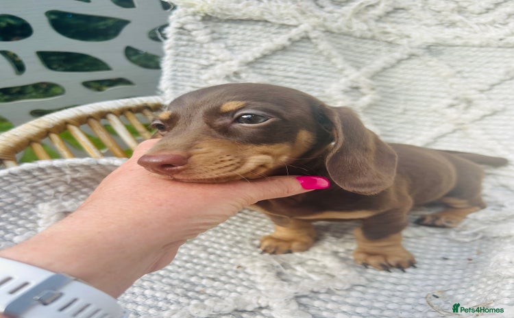 Miniature Dachshund dogs - Advert 15