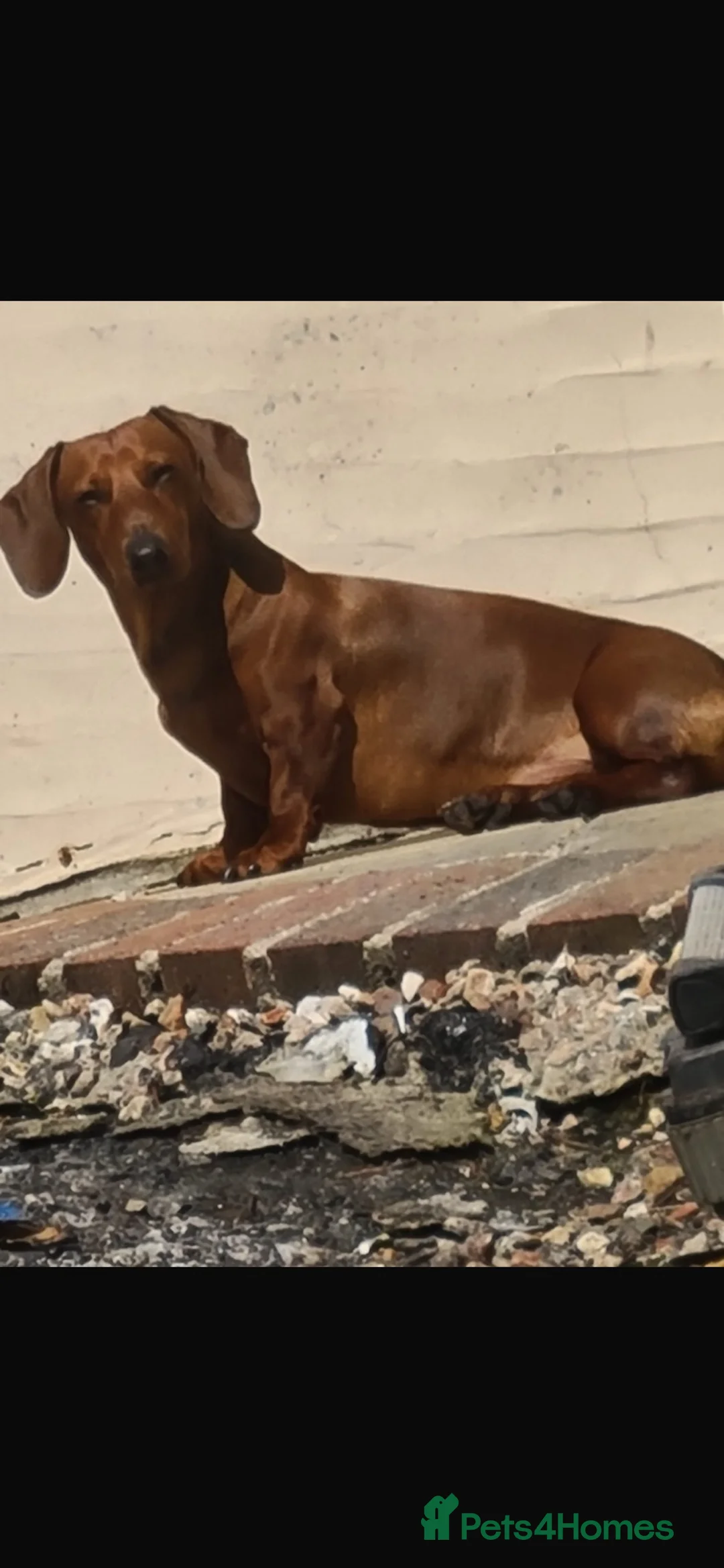 Dachshund dogs for stud: 2 year old dachshund for stud  - Advert 2