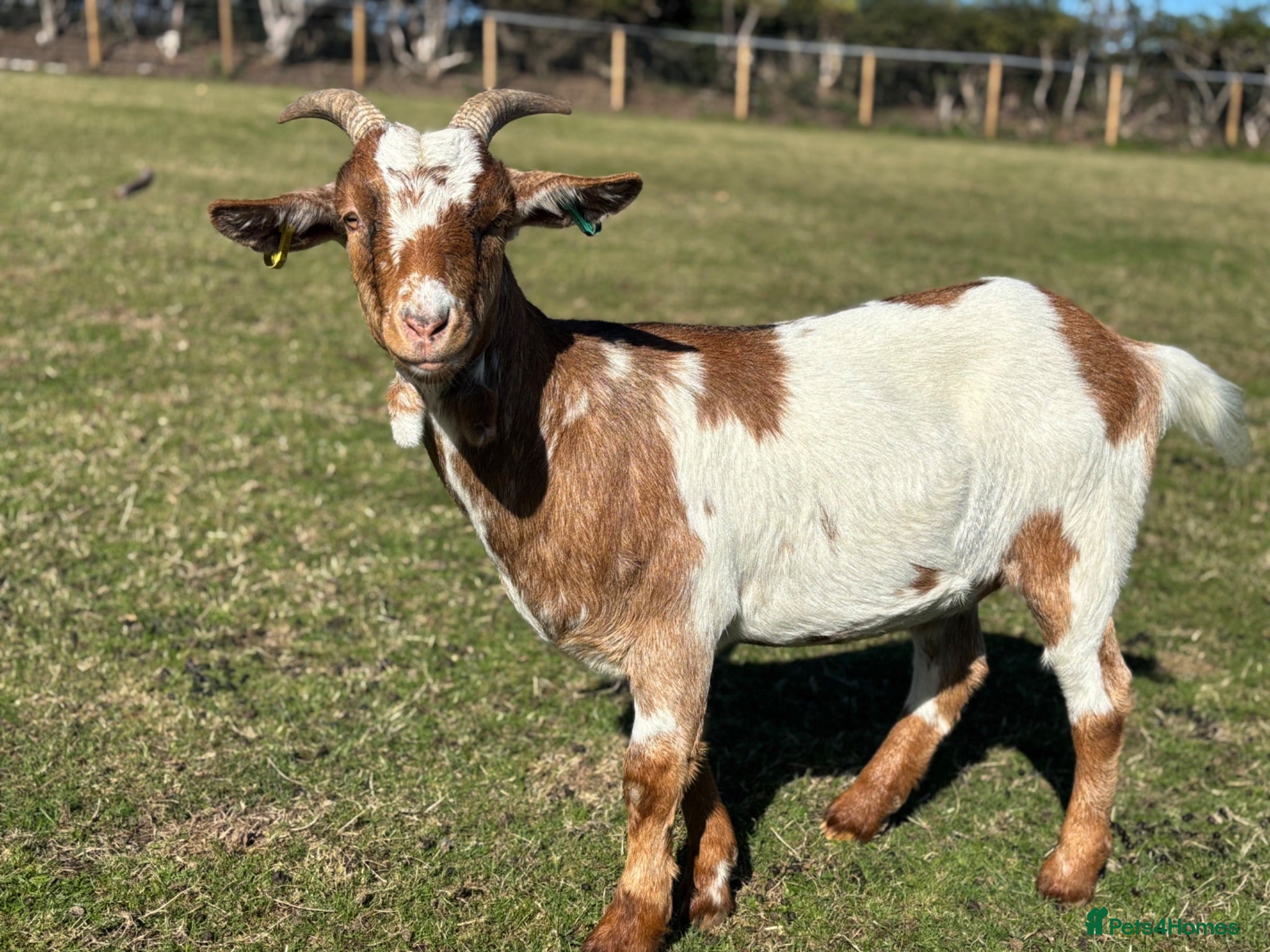 Goats livestock 1 x male and 1x female  - Advert 1