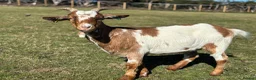 Goats livestock for sale: 1 x male and 1x female  - Advert 1
