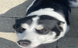American Bulldog dogs for sale: American bulldog and Siberian Husky  full grown - Image 3