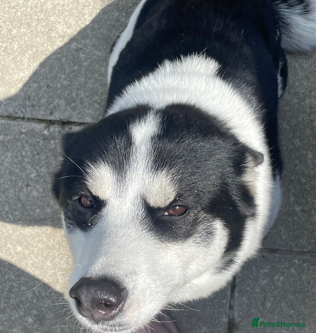 American Bulldog dogs for sale: American bulldog and Siberian Husky  full grown - Image 3