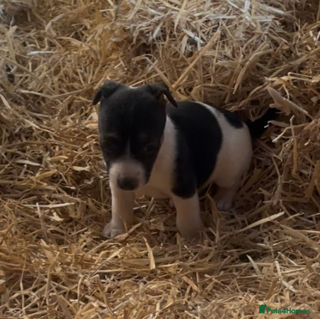 Jack Russell dogs for sale: Gorgeous Jack Russel Terriers! Smooth Coated!! - Advert 3