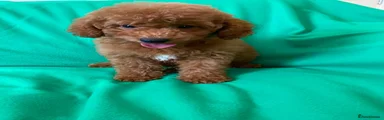 Toy Poodle 1