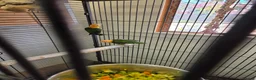 Parrots birds for sale: Yellow thighed caique - Advert 3