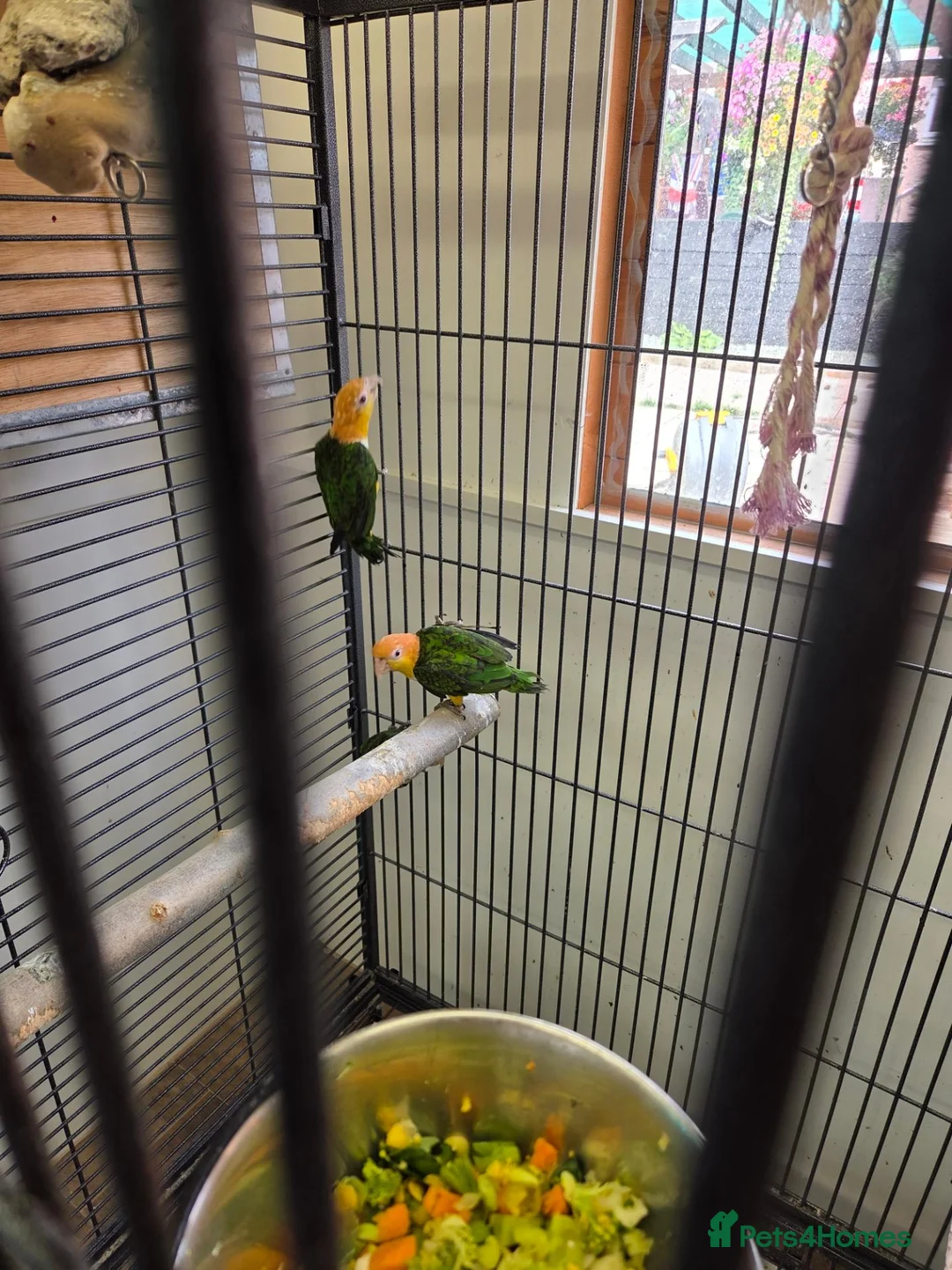 Parrots birds for sale: Yellow thighed caique - Advert 3