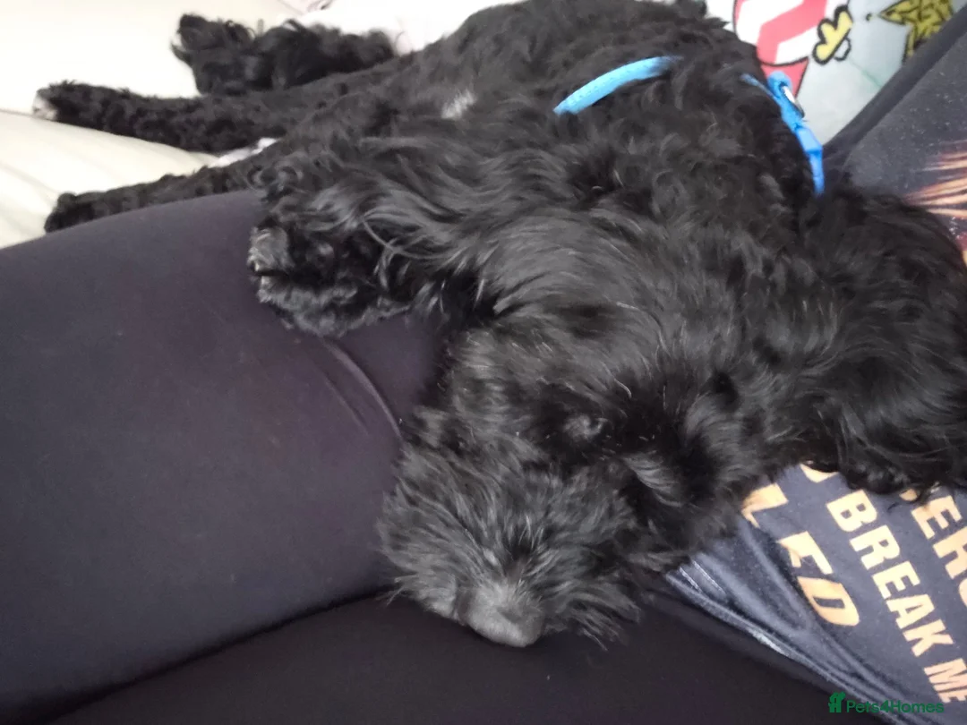 Cockapoo dogs for sale: Male cockapoo - Advert 2
