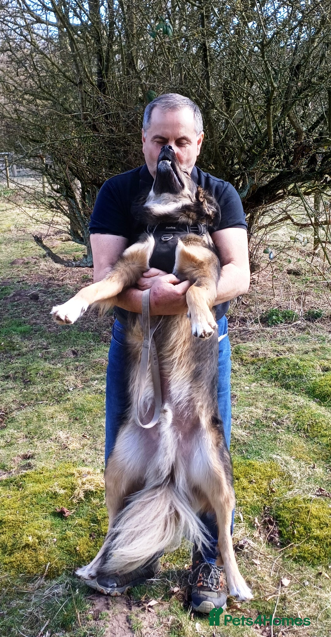 Mixed Breed dogs for adoption: Meet Little BEAR, a Lovely but naughty Boy... - Image 28