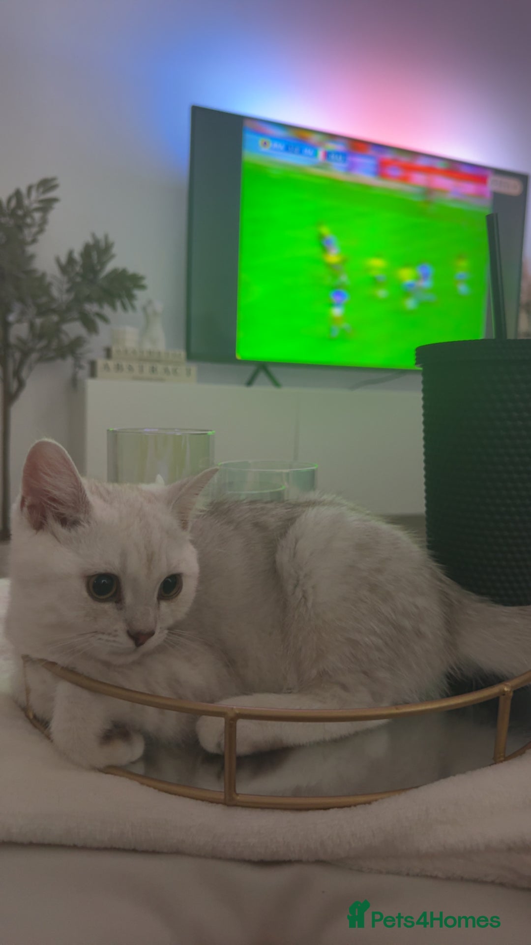 Scottish Fold cats for sale: Beautiful kittens looking for their forever home❤️ - Image 7