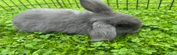 Mixed Breed rabbits for sale: Pair of baby rabbits - Advert 4