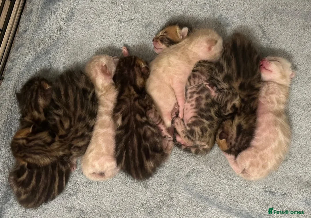 Bengal cats for stud: Bengal cat for stud, Calvin. in Peterborough - Advert 33