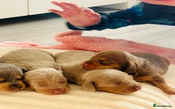 Miniature Dachshund dogs for sale: Beautiful litter of KC reg miniature dachunds  - Image 13