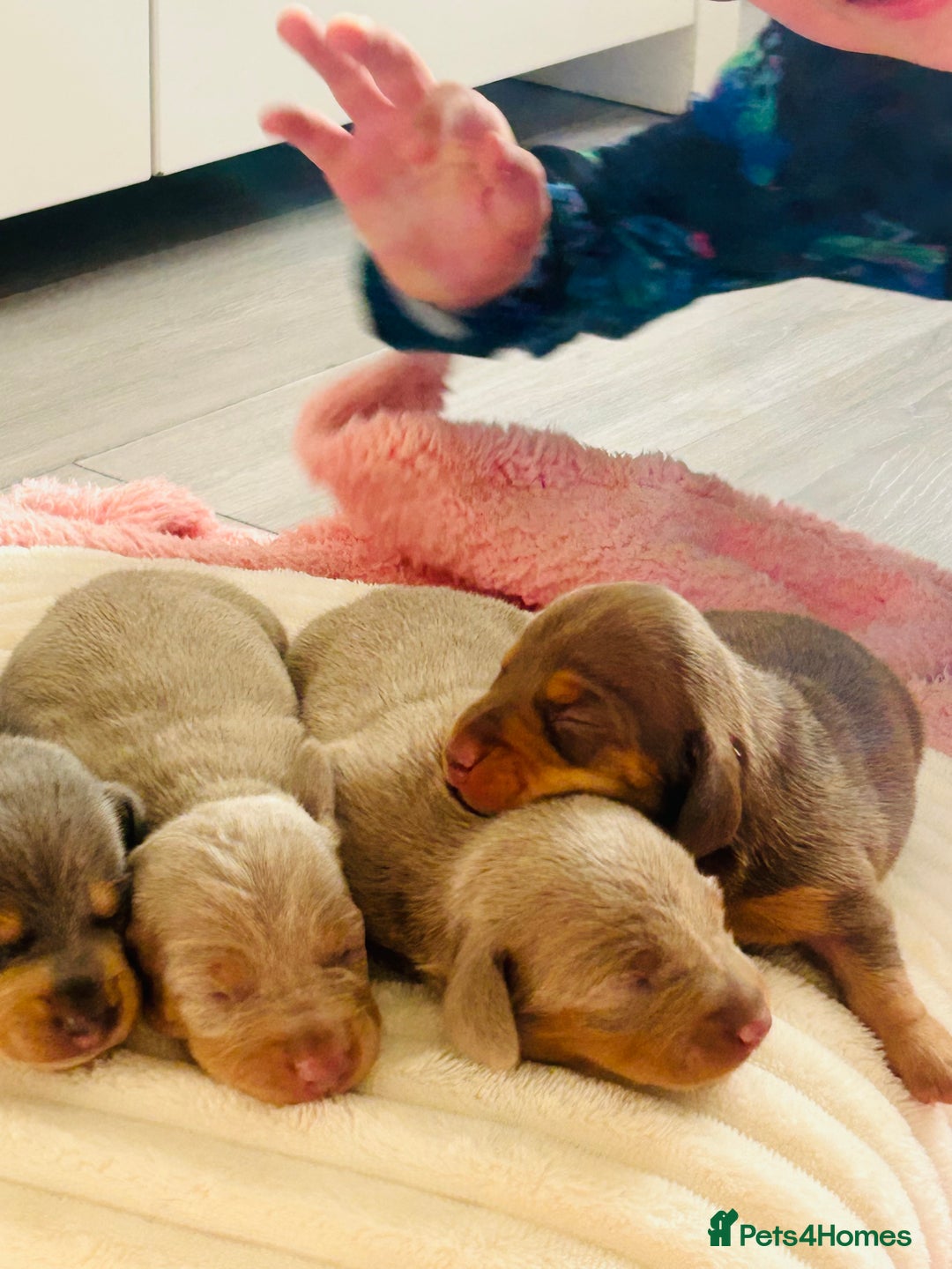 Miniature Dachshund dogs for sale: Beautiful litter of KC reg miniature dachunds  - Image 13