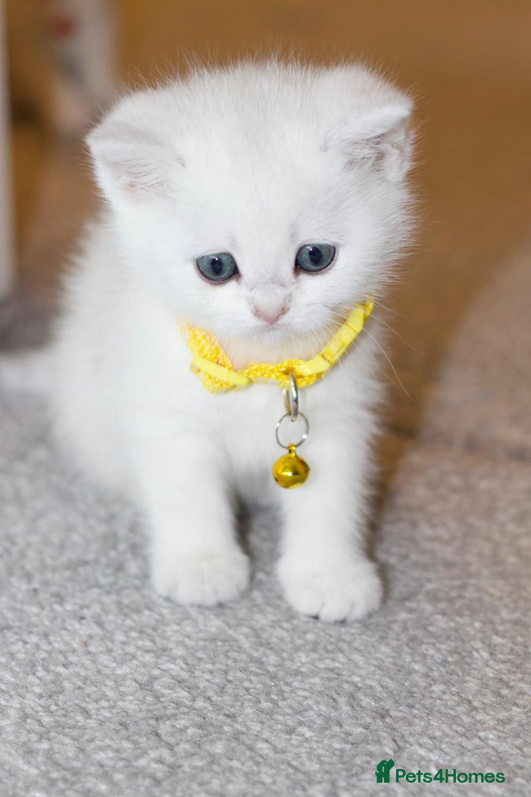 British Shorthair cats for sale: White British Shorthair Kittens – Rare Green Eyes - Advert 9