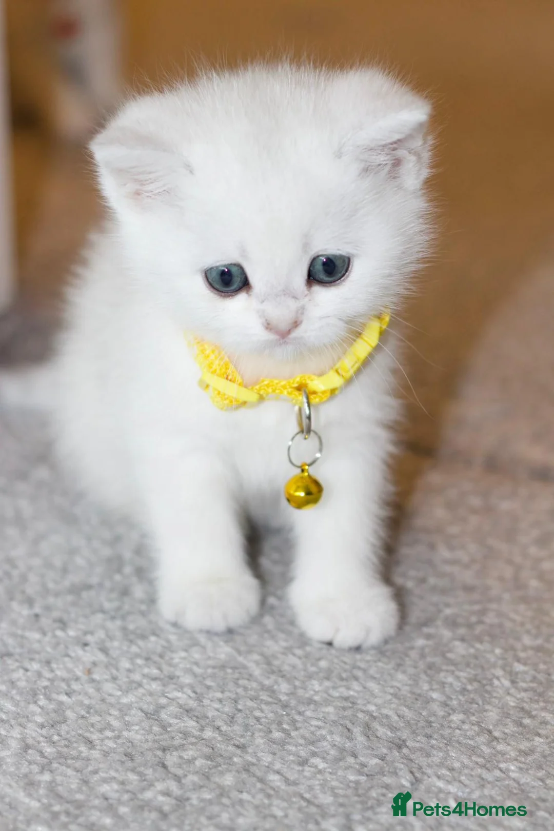 British Shorthair cats for sale: White British Shorthair Kittens – Rare Green Eyes - Advert 9