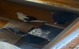 Pigeons birds for sale: Pigeons for sale in Leicester - Image 8