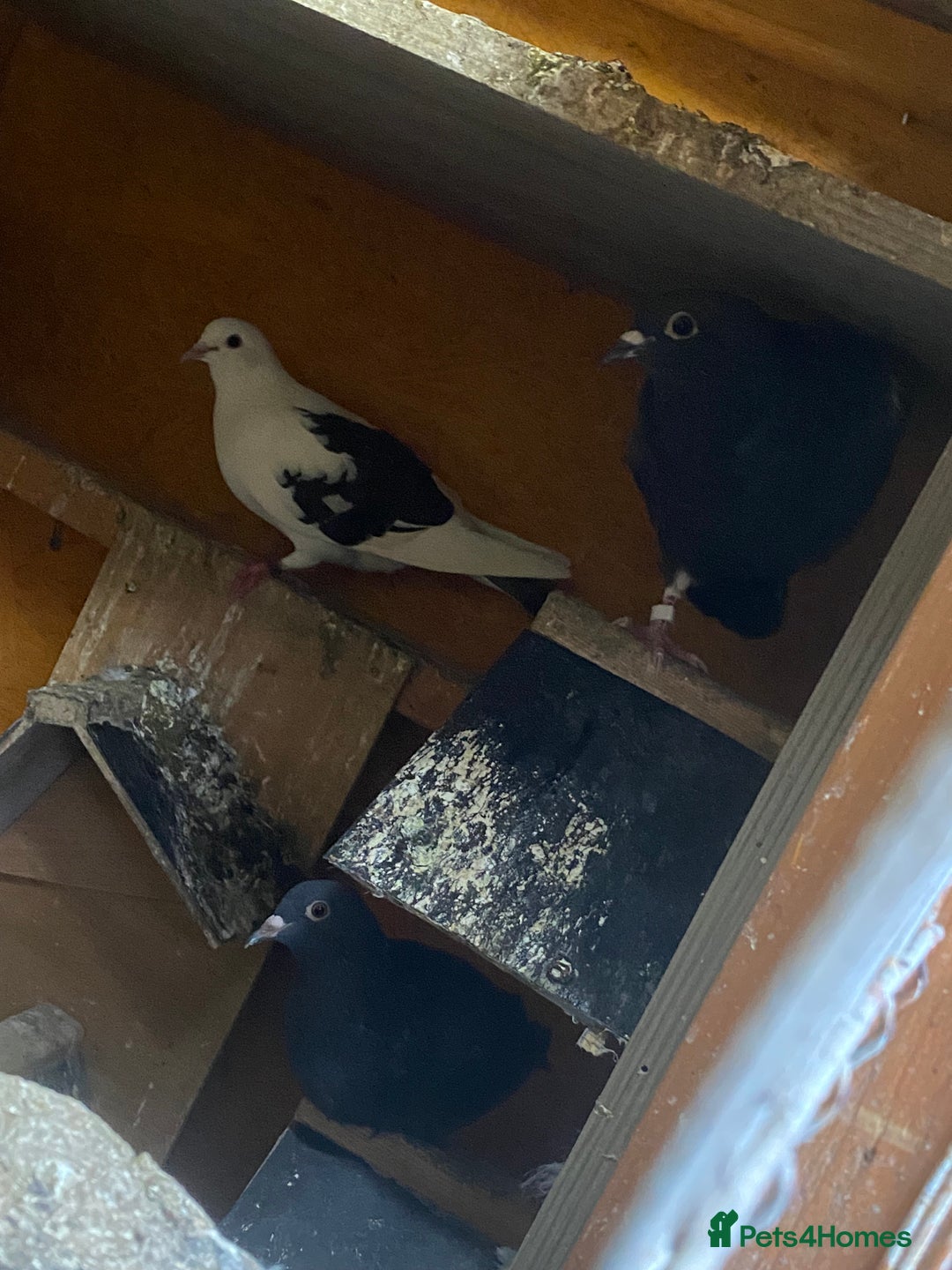 Pigeons birds for sale: Pigeons for sale in Leicester - Image 8