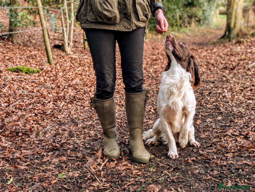 English Springer Spaniel dogs for sale: Kind, gentle and obedient KC registered Springer - Advert 3