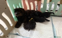 Toy Poodle dogs for sale: Toy poodle x chipoo male puppies - Advert 1