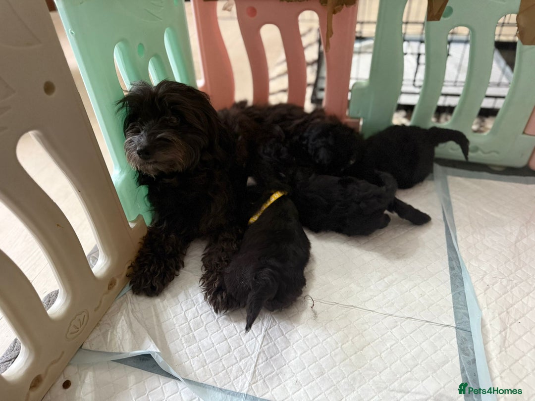 Toy Poodle dogs for sale: Toy poodle x chipoo male puppies - Advert 1