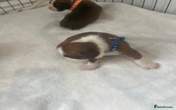 Boxer dogs for sale: Stunning Kc Boxer Puppies - Image 11