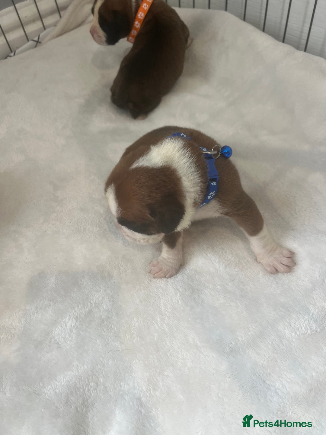 Boxer dogs for sale: Stunning Kc Boxer Puppies - Image 11