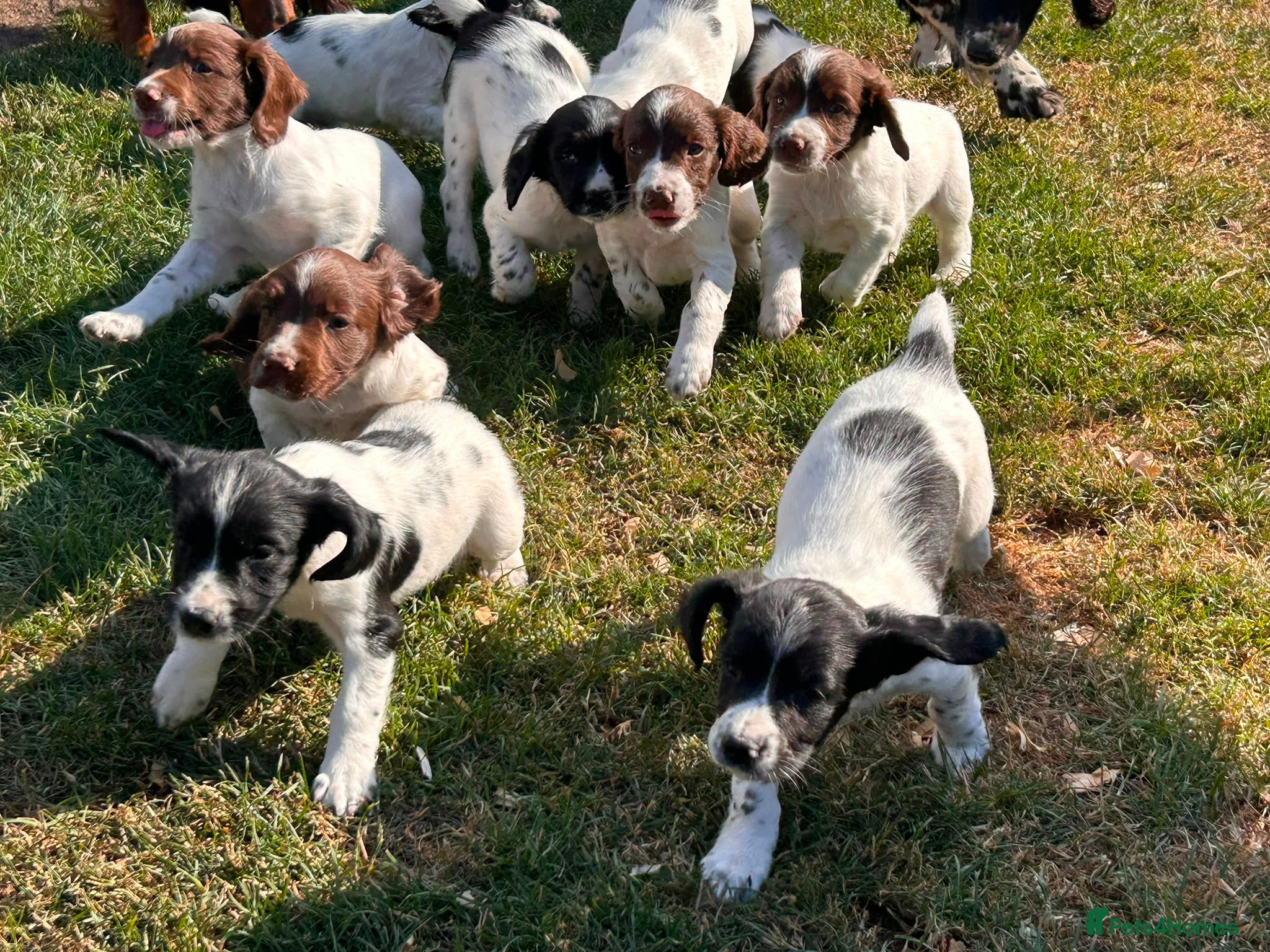 English Springer Spaniel dogs FTCh Sired ESS Puppies For Sale - Advert 2