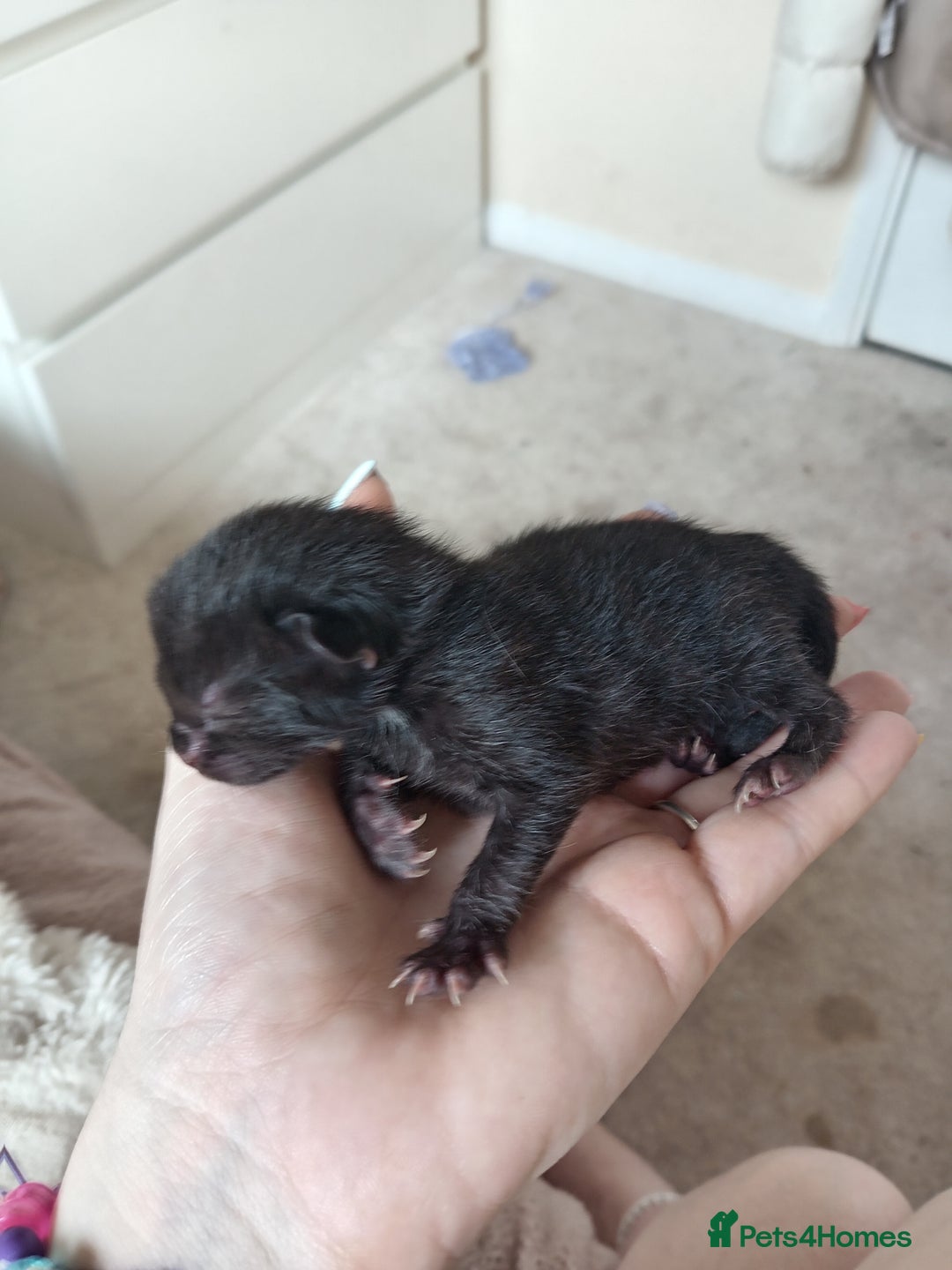 Mixed Breed cats for sale: Female kitten for sale - Image 6