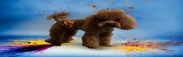 Toy Poodle dogs for sale: Toy poodle x Asian  - Advert 15