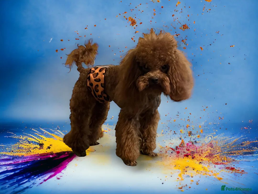 Toy Poodle dogs for sale: Toy poodle x Asian  - Advert 15