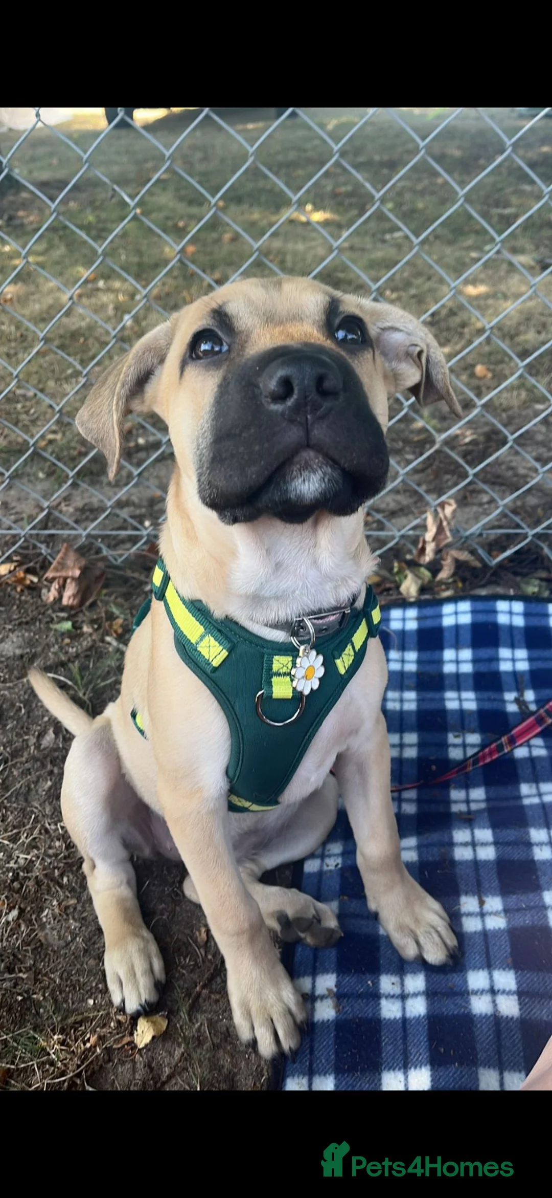 Mixed Breed dogs for sale: Labrador x american bulldog  - Advert 2