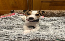 Parson Russell dogs for sale: Beautiful Jack Russell boy - Advert 2