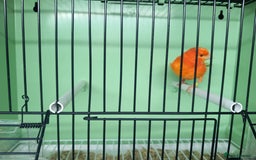 Canaries birds for sale: Canaries  - Image 28