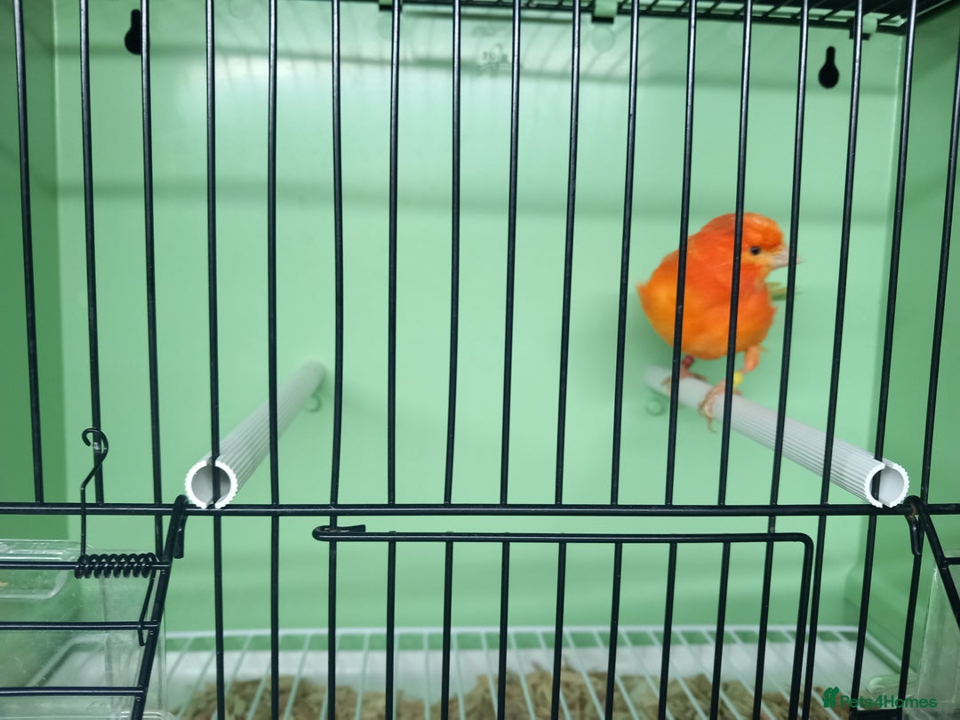 Canaries birds for sale: Canaries  - Image 28