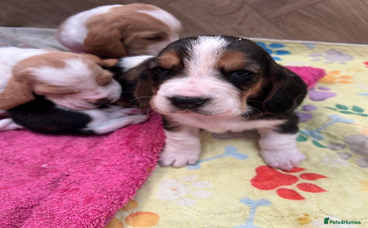 Basset Hound dogs - Advert 1