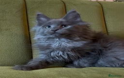 Maine Coon cats for sale: Maine Coon girls READY NOW Russian sired  - Image 10