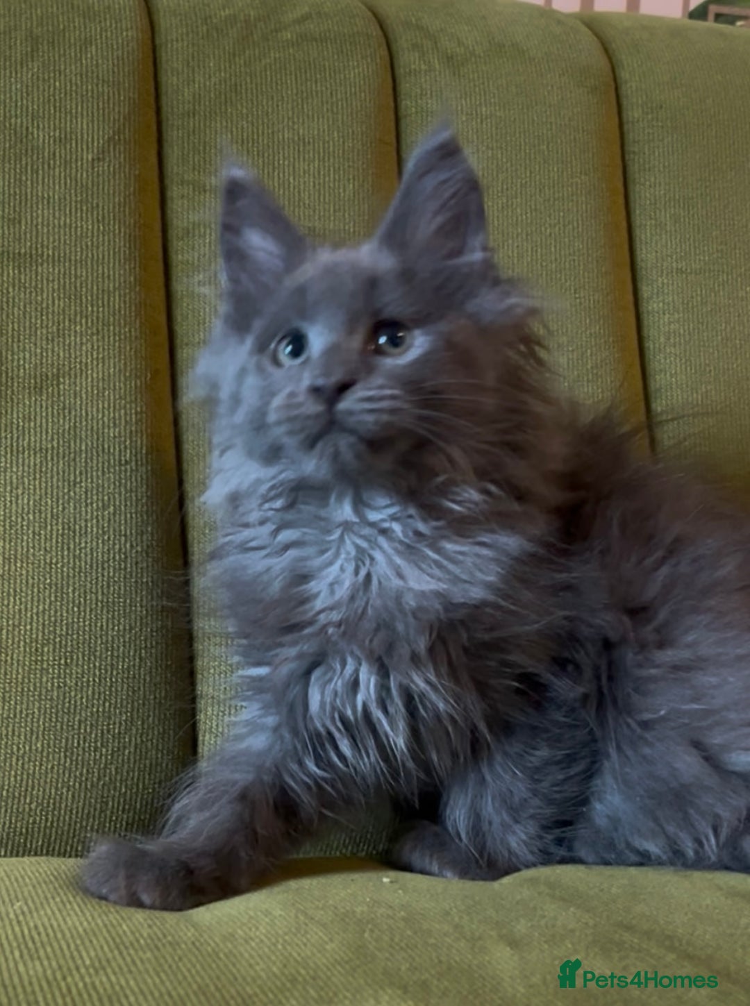 Maine Coon cats for sale: Maine Coon girls READY NOW Russian sired  - Image 10